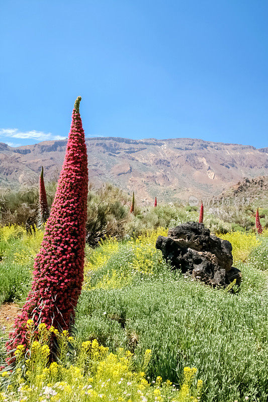 Bugloss Plants, El Teide国家公园